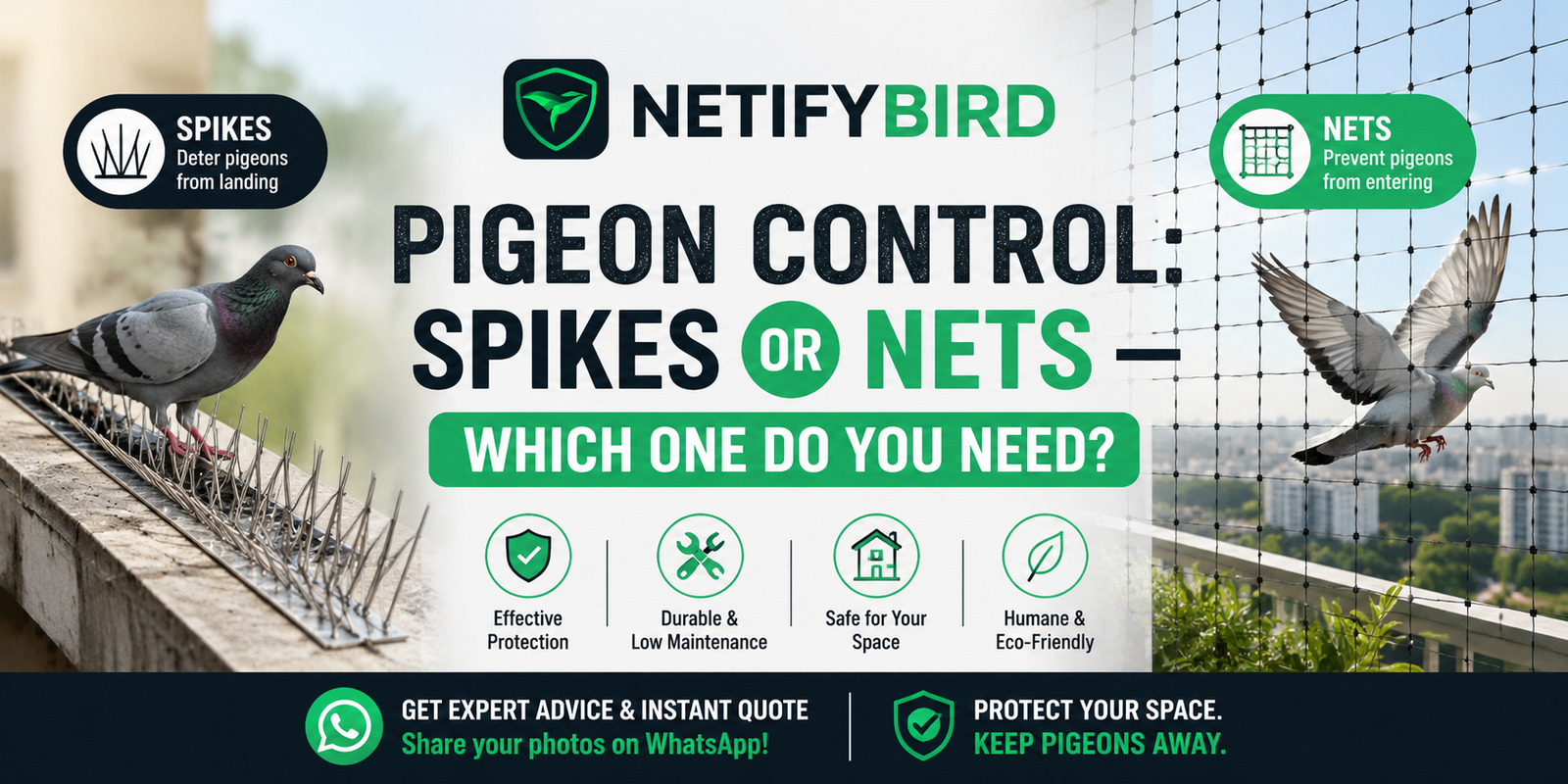 Pigeon Control Spikes or Nets